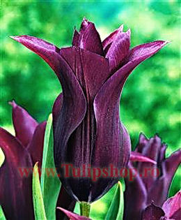 Bulbi Lalele Burgundy (Tulip); Marime bulb 11/12. Inaltime 50-60cm. Inflorire apr.-mai. STOC EPUIZAT!
