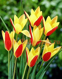 Bulbi Lalele Cynthia (Tulip); Marime bulb 6/7. Inaltime 15-20cm. Inflorire apr.-mai. STOC EPUIZAT!
