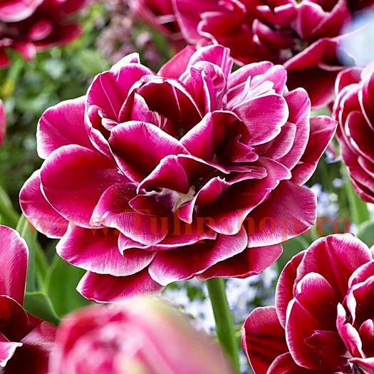 Bulbi Lalele Dream Touch (Tulip); Marime bulb 11/12. Inaltime 40-50cm. Inflorire apr.-mai. STOC EPUIZAT!
