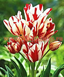 Bulbi Lalele Flaming Club (Tulip); Marime bulb 11/12. Inaltime 40-50cm. Inflorire apr.-mai. STOC EPUIZAT!
