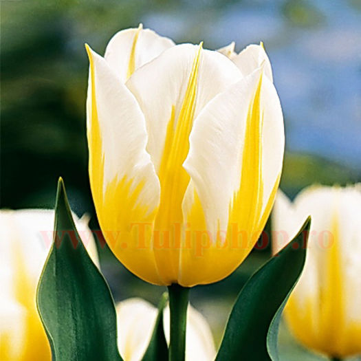 Bulbi Lalele Flaming Coquette (Tulip); Marime bulb 11/12. Inaltime 40-50cm. Inflorire apr.-mai. STOC EPUIZAT!
