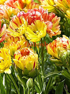 Bulbi Lalele Fruitcocktail (Tulip); Marime bulb 11/12. Inaltime 40-50cm. Inflorire apr.-mai. STOC EPUIZAT!
