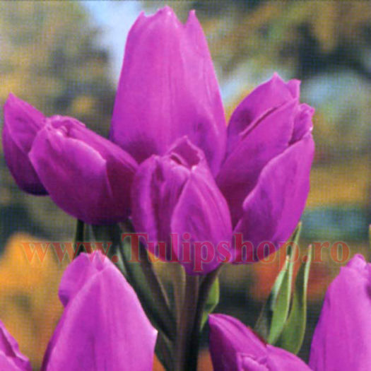 Bulbi Lalele Purple Bouquet (Tulip); Marime bulb 11/12. Inaltime 40-50cm. Inflorire apr.-mai. STOC EPUIZAT!
