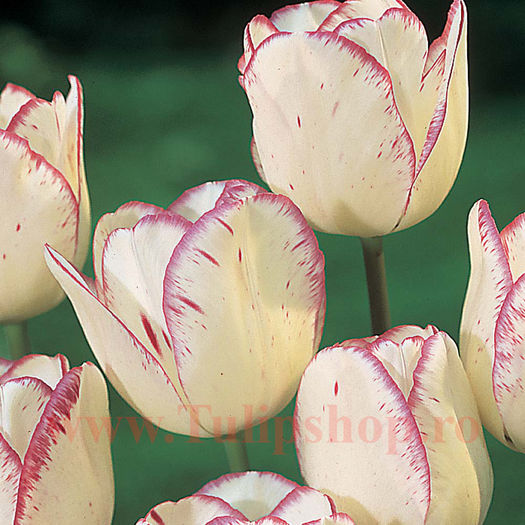 Bulbi Lalele Shirley (Tulip); Marime bulb 11/12. Inaltime 40-50cm. Inflorire apr.-mai. STOC EPUIZAT!
