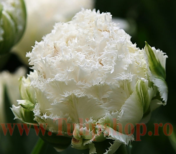 Bulbi Lalele Snow Crystal (Tulip); Marime bulb 11/12. Inaltime 40-50cm. Inflorire apr.-mai. STOC EPUIZAT!
