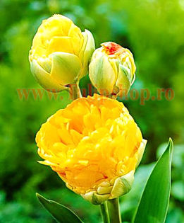 Bulbi Lalele Double Beauty of Apeldorn (Tulip); Marime bulb 11/12. Inaltime 40-50cm. Inflorire apr.-mai. STOC EPUIZAT!
