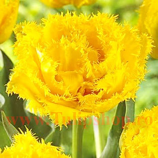 Bulbi Lalele Exotic Sun (Tulip); Marime bulb 11/12. Inaltime 40-50cm. Inflorire apr.-mai. STOC EPUIZAT!
