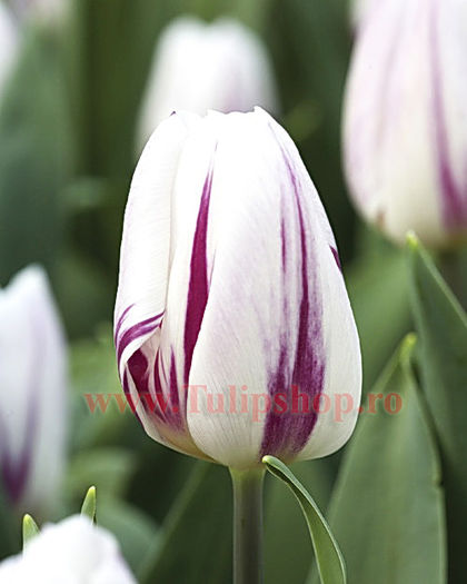 Bulbi Lalele Flaming Flag (Tulip); Marime bulb 11/12. Inaltime 40-50cm. Inflorire apr.-mai. STOC EPUIZAT!
