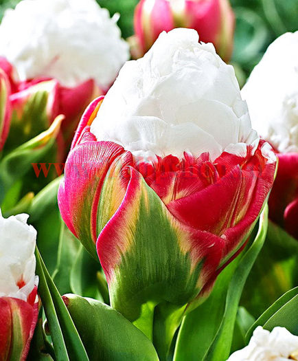 Bulbi Lalele Ice Cream (Tulip); Marime bulb 11/12. Inaltime 40-50cm. Inflorire apr.-mai. STOC EPUIZAT!
