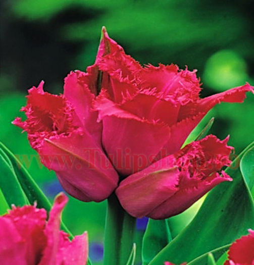 Bulbi Lalele Jetfire (Tulip); Marime bulb 11/12. Inaltime 45-55cm. Inflorire apr.-mai. STOC EPUIZAT!
