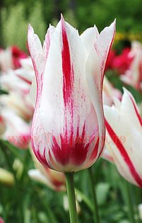 Bulbi Lalele Marilyn (Tulip); Marime bulb 11/12. Inaltime 50-60cm. Inflorire apr.-mai. STOC EPUIZAT!
