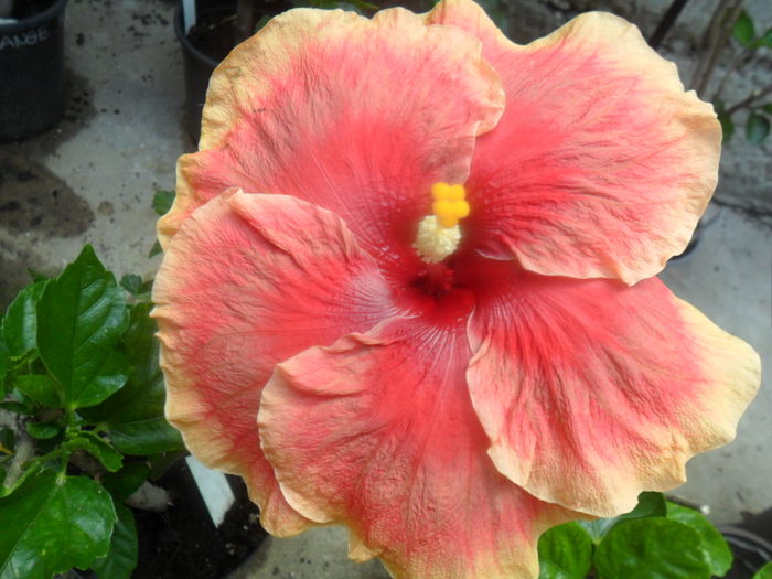 tahitian raimbow sands