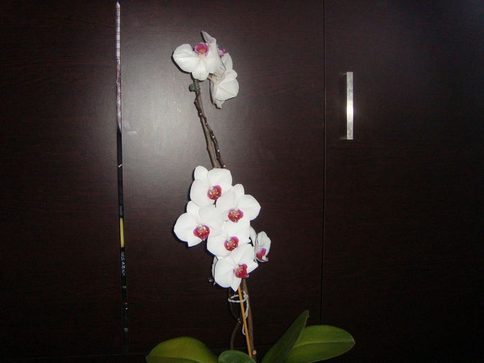 012 - orhideele mele