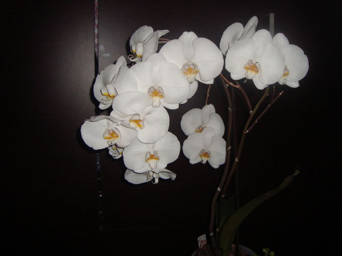 001; prima mea orhidee
