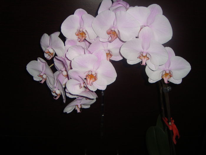 003 - orhideele mele