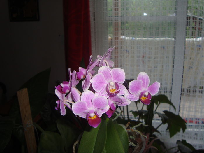 005; orhideea pitica mov
