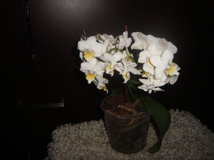 008; orhideea pitica alba
