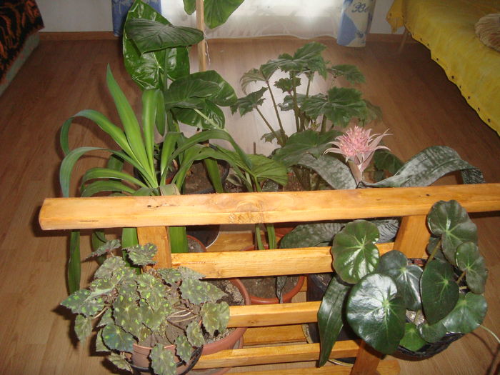 001; suportul mobil cu flori de camera
