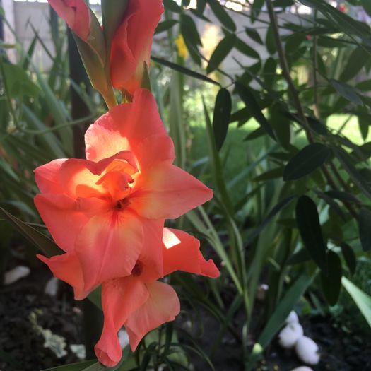 image - floricelele mele
