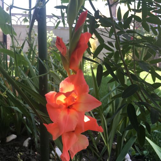 image - floricelele mele