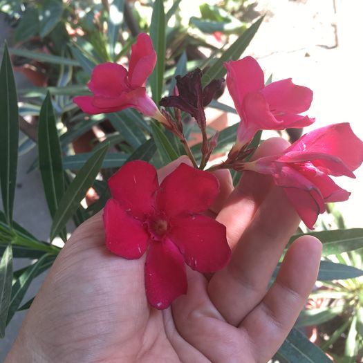 image - floricelele mele