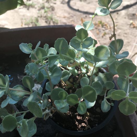 Sedum variegat - floricelele mele
