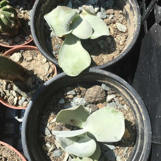 Kalanchoe thirsiflora - floricelele mele