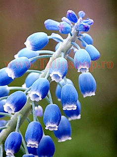 Bulbi Muscari Armeniacum; Marime bulb 6/ . Inaltime 15-20cm. Inflorire mar.-apr. STOC EPUIZAT!
