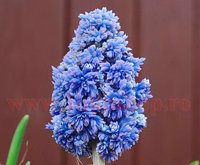 Bulbi Muscari Blue Spike; Marime bulb 6/ . Inaltime 15-20cm. Inflorire mar.-apr. STOC EPUIZAT!

