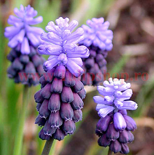 Bulbi Muscari Latifolium; Marime bulb 6/ . Inaltime 15-20cm. Inflorire mar.-apr. STOC EPUIZAT!
