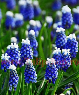 Bulbi Muscari Mount Hood; Marime bulb 6/ . Inaltime 15-20cm. Inflorire mar.-apr. STOC EPUIZAT!
