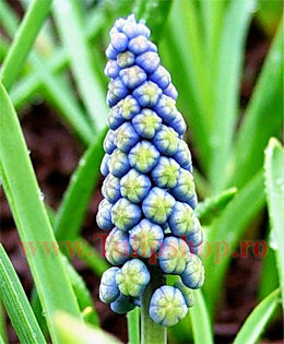 Bulbi Muscari Saffire; Marime bulb 6/ . Inaltime 15-20cm. Inflorire mar.-apr. STOC EPUIZAT!
