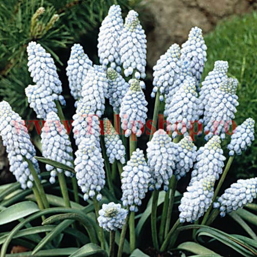 Bulbi Muscari Valerie Finish; Marime bulb 6/ . Inaltime 15-20cm. Inflorire mar.-apr. STOC EPUIZAT!
