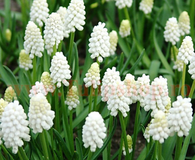 Bulbi Muscari White Magic; Marime bulb 6/ . Inaltime 15-20cm. Inflorire mar.-apr. STOC EPUIZAT!
