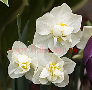Bulbi Narcise Cheerfulness; Marime bulb 12/14. Inaltime 30-40cm. Inflorire apr.-mai. STOC EPUIZAT!

