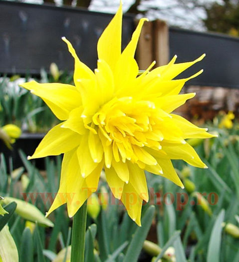 Bulbi Narcise Rip van Winkle; Marime bulb 10/12. Inaltime 25-35cm. Inflorire apr.-mai. STOC EPUIZAT!
