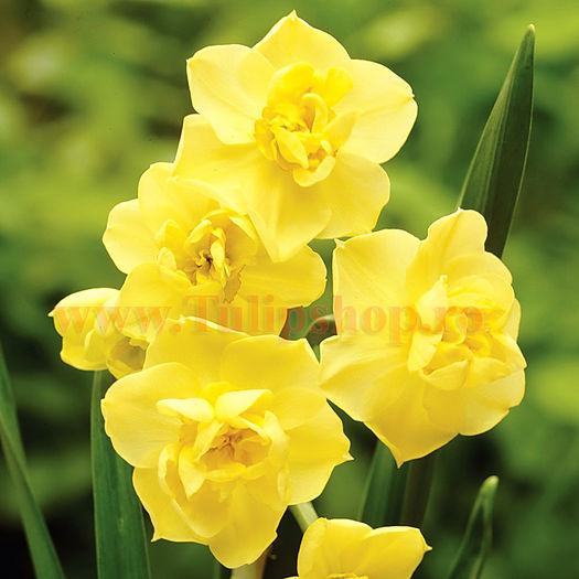 Bulbi Narcise Yellow Cheerfulness; Marime bulb 12/14. Inaltime 30-40cm. Inflorire mar.-apr. STOC EPUIZAT!
