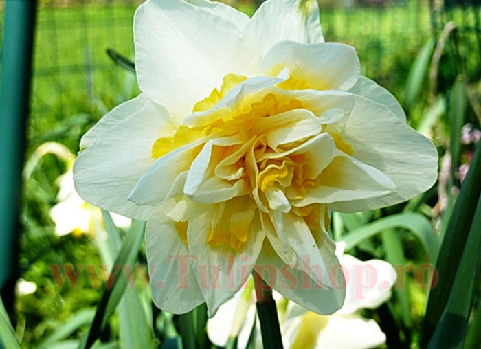 Bulbi Narcise White Lion; Marime bulb 14/16. Inaltime 30-40cm. Inflorire apr.-mai. STOC EPUIZAT!
