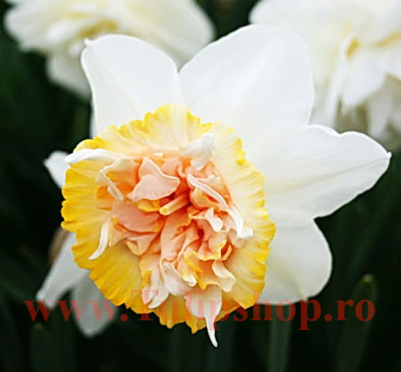 Bulbi Narcise Petit Four; Marime bulb 12/14. Inaltime 30-40cm. Inflorire apr.-mai. STOC EPUIZAT!
