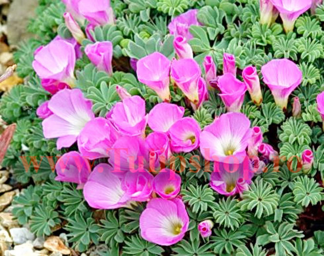 Bulbi Oxalis Adenophylla (Trifoi); Marime bulb 6/ . Inaltime 10-15cm. Inflorire iun.-iul. STOC EPUIZAT!
