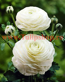 Bulbi Ranunculus Alb (Piciorul Cocosului); Marime bulb 6/ . Inaltime 20-30cm. Inflorire apr.-iun. STOC EPUIZAT!
