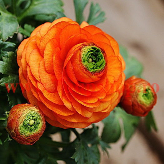 Bulbi Ranunculus Portocaliu (Piciorul Cocosului); Marime bulb 6/ . Inaltime 20-30cm. Inflorire apr.-iun. STOC EPUIZAT!
