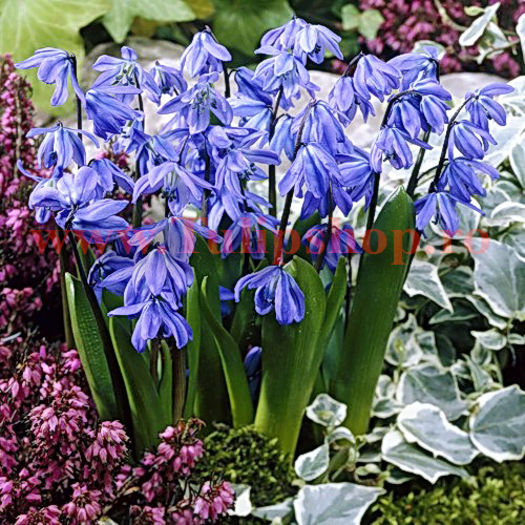 Bulbi Viorea Siberica (Scilla); Marime bulb 6/ . Inaltime 10-15cm. Inflorire mar.-apr. STOC EPUIZAT!
