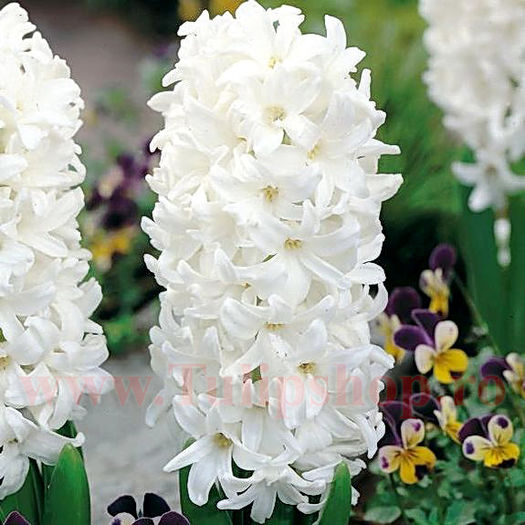 Bulbi Zambile Carnegie (Hyacinthus); Marime bulb 15/16. Inaltime 25-30cm. Inflorire apr.-mai. STOC EPUIZAT!
