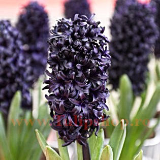 Bulbi Zambile Dark Dimension (Hyacinthus); Marime bulb 15/16. Inaltime 25-30cm. Inflorire apr.-mai. STOC EPUIZAT!
