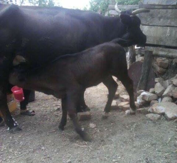 Vacuta Madalina cu vitica ei luna