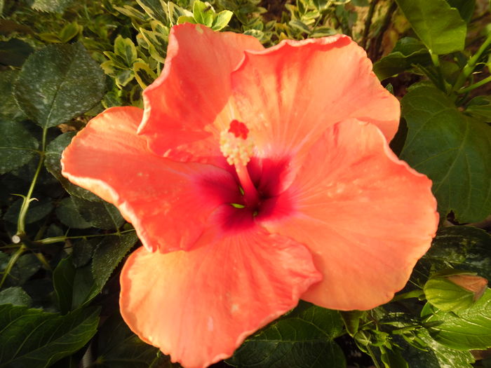 010 - 00 Hibiscus 2016