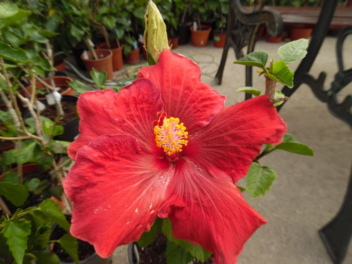 094 - 00 Hibiscus 2016