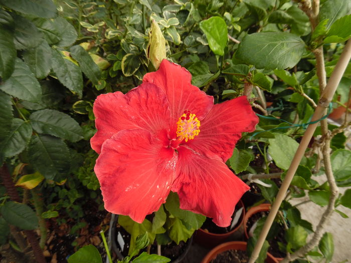 095 - 00 Hibiscus 2016