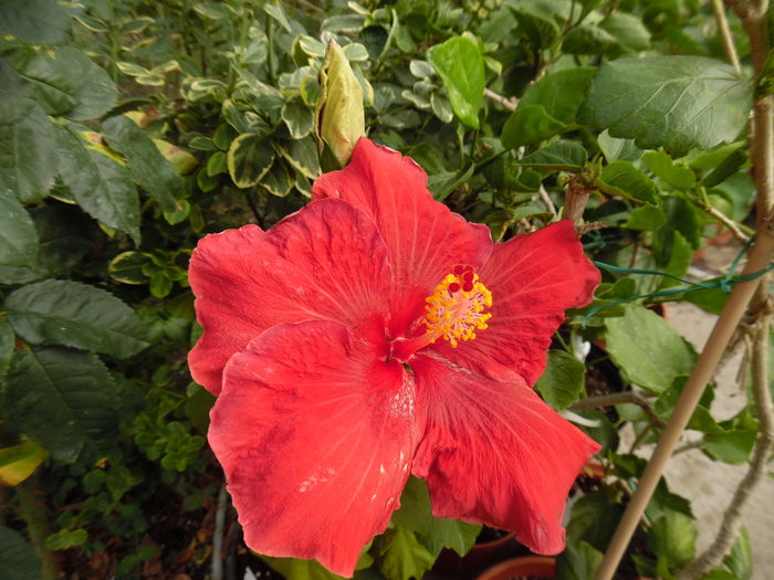096 - 00 Hibiscus 2016